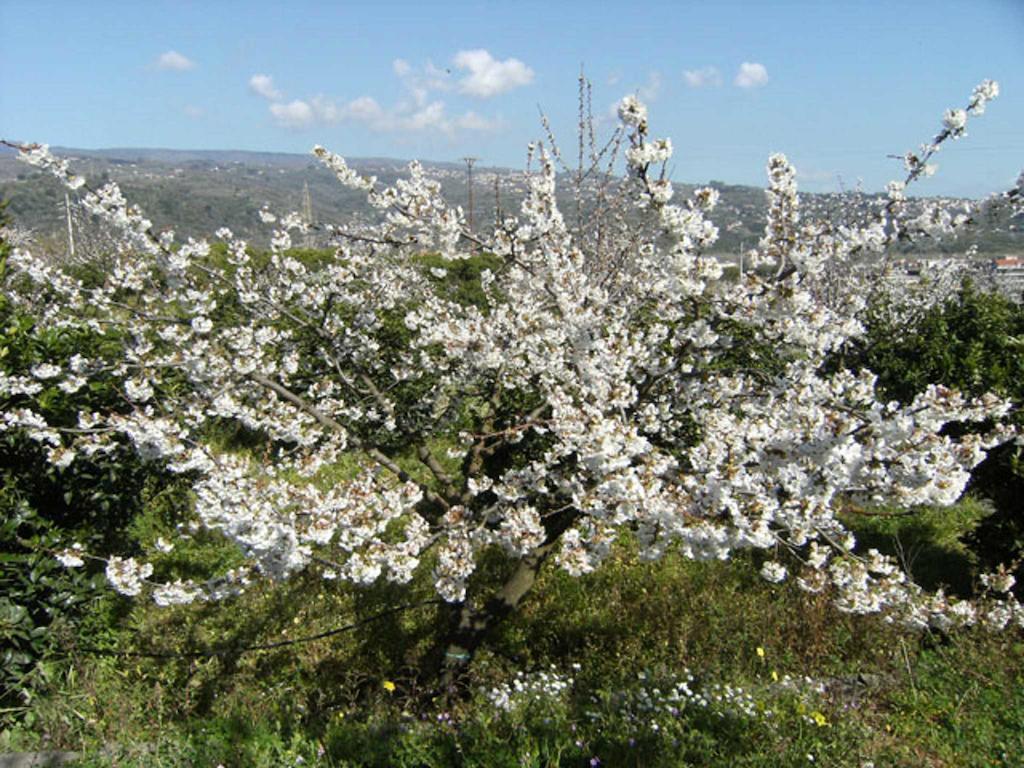 Baglio Delle Rose Bed and Breakfast Giarre Εξωτερικό φωτογραφία
